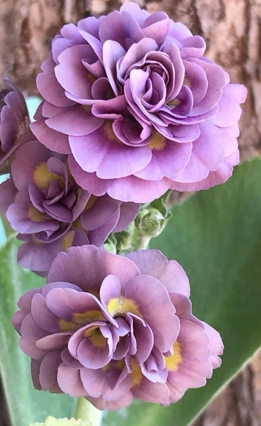 Primula auricula 'Wrangle' 50 Seeds