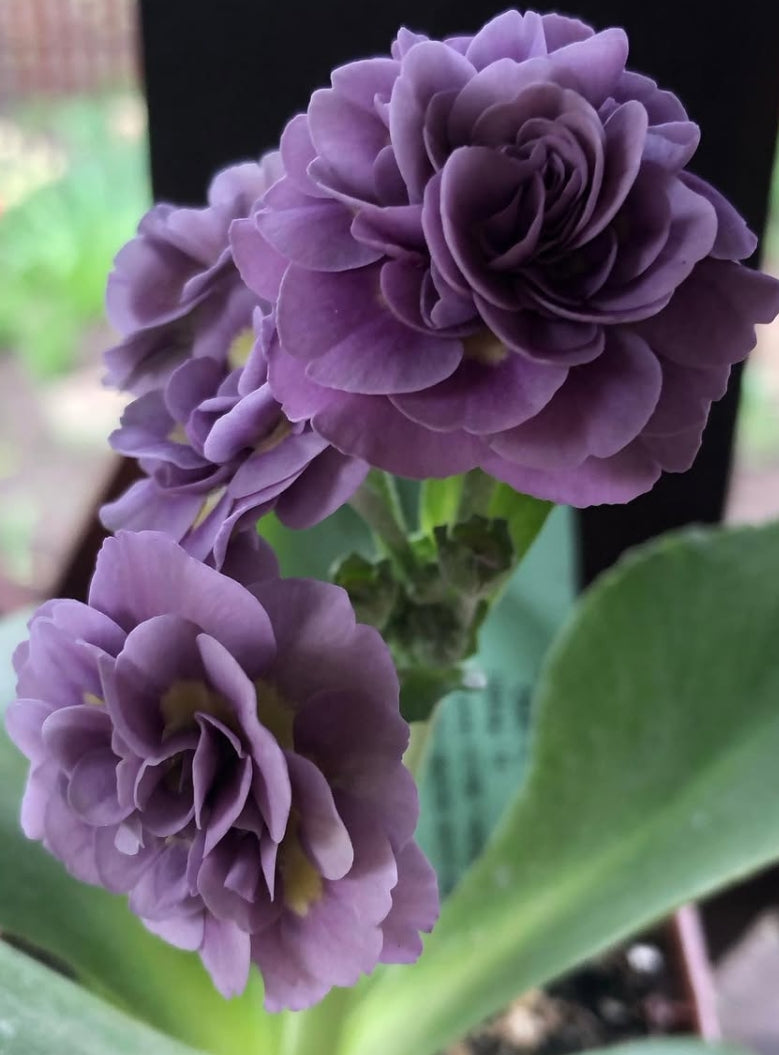 Primula auricula 'Wrangle' 50 Seeds