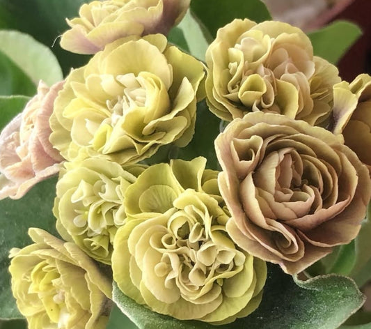 Primula auricula 'Limaki' 50 Seeds