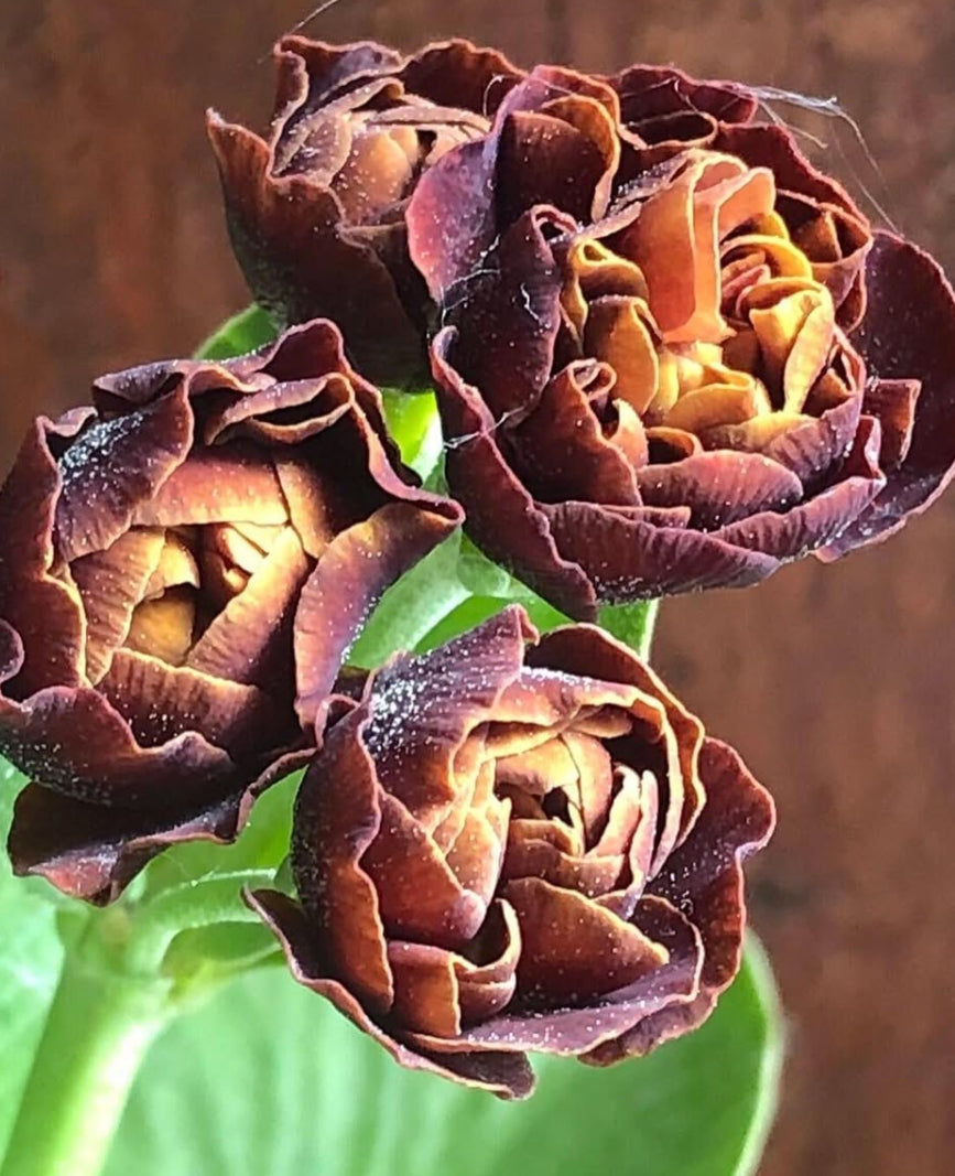 Primula auricula 'Branston' 50 Seeds