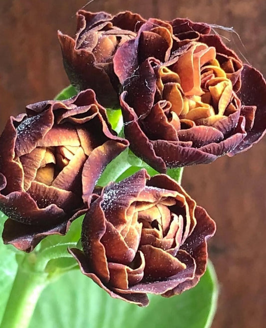 Primula auricula 'Branston' 50 Seeds