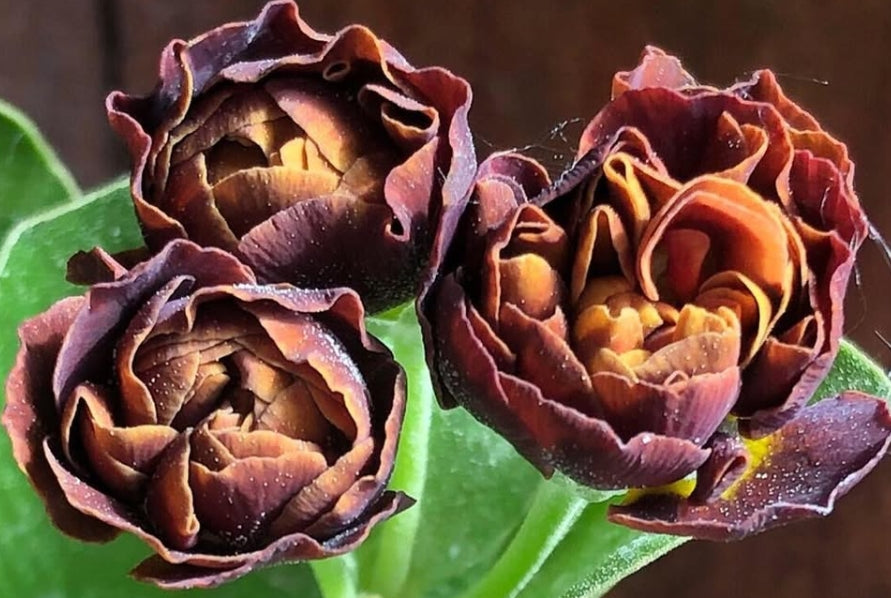 Primula auricula 'Branston' 50 Seeds