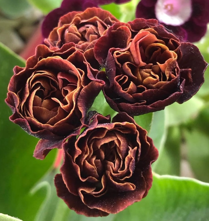 Primula auricula 'Branston' 50 Seeds