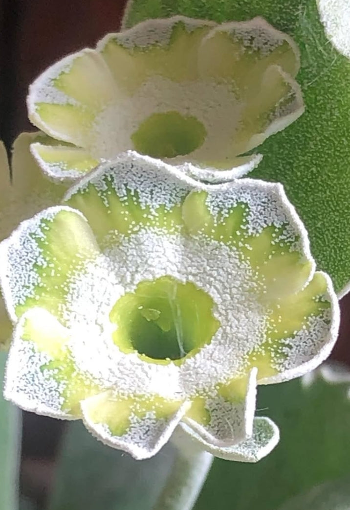 Primula auricula 'Helen Ruane' 50 Seeds
