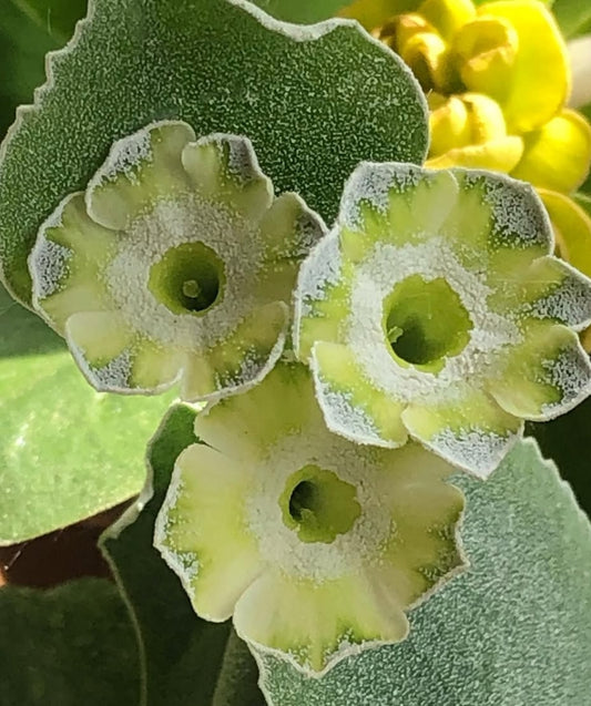 Primula auricula 'Helen Ruane' 50 Seeds
