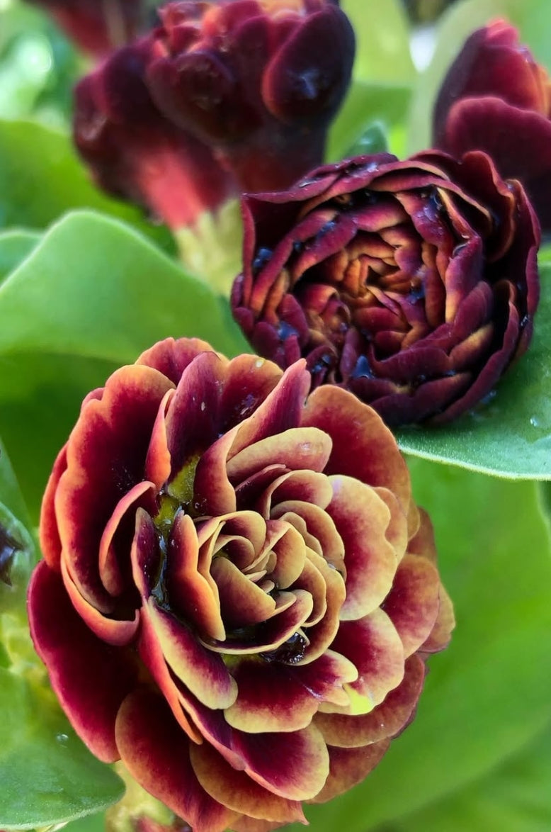 Primula auricula 'Chiguita' 50 Seeds