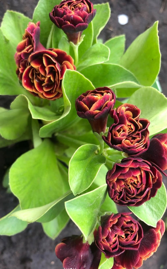 Primula auricula 'Chiguita' 50 Seeds