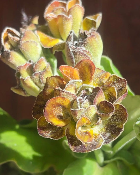 Primula auricula 'Brimstone and Treacle' 50 Seeds