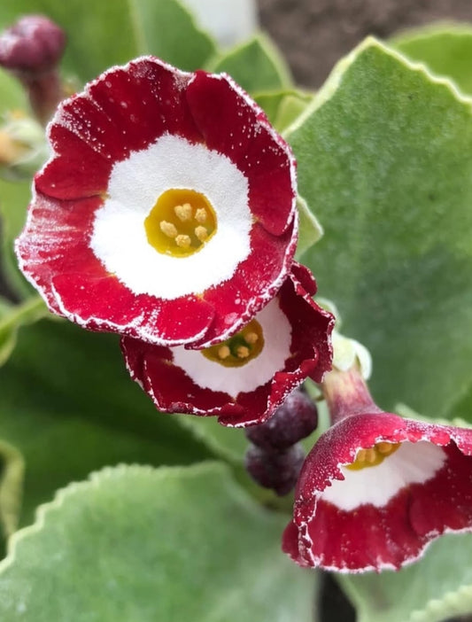 Primula auricula 'Fleet Street' 50 Seeds