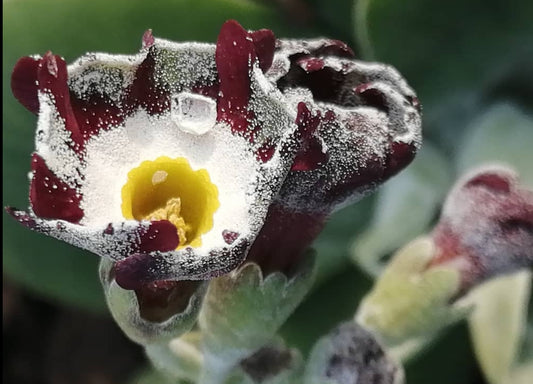 Primula auricula 'Mersey Tiger' 50 Seeds