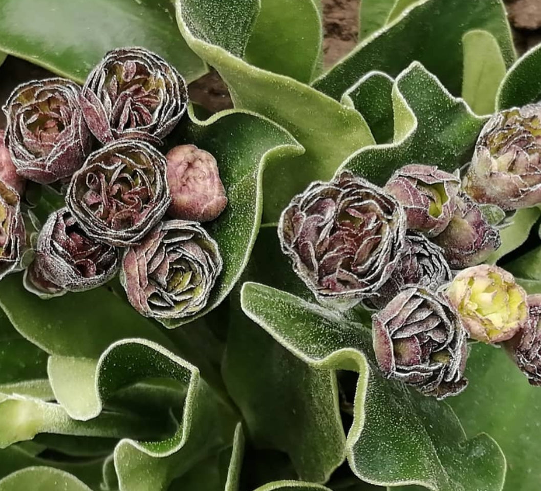 Primula auricula 'Lincoln Melody' 50 Seeds