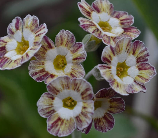Primula auricula 'Rainbow' 50 Seeds