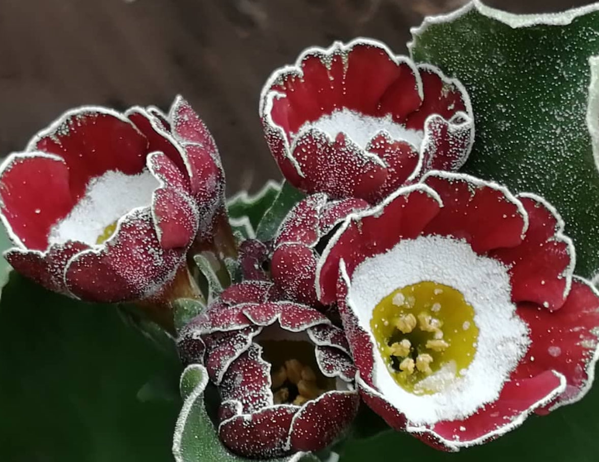 Primula auricula 'Dreamer' 50 Seeds