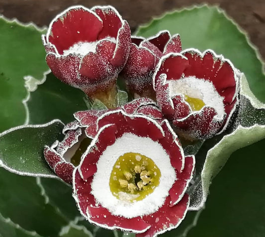 Primula auricula 'Dreamer' 50 Seeds