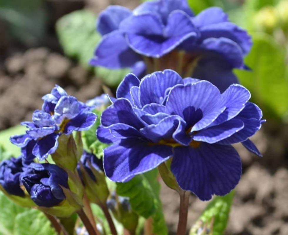 Primula auricula 'Blue Bird' 50 Seeds