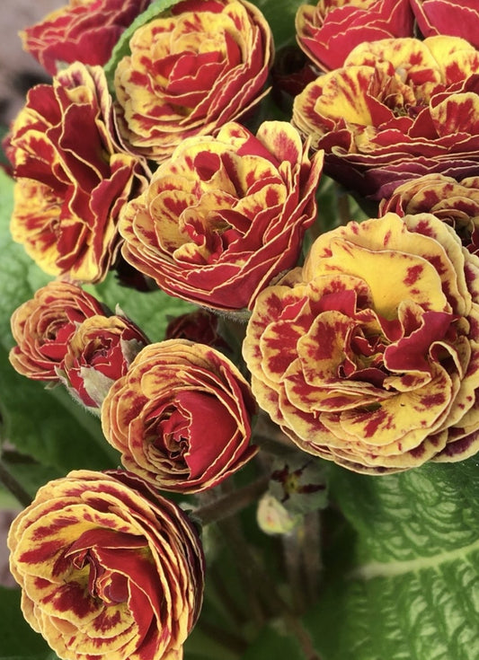Primula Pollyanna ‘Persian Weave’ 50 Seeds