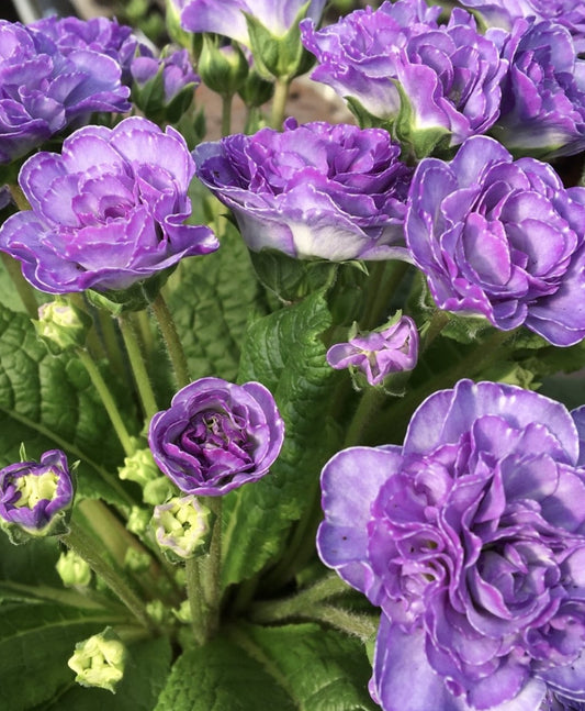 Primula Pollyanna ‘Crystal Fountain’ 50 Seeds