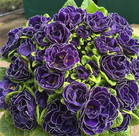Primula Belarina ‘Galaxy' 50 Seeds