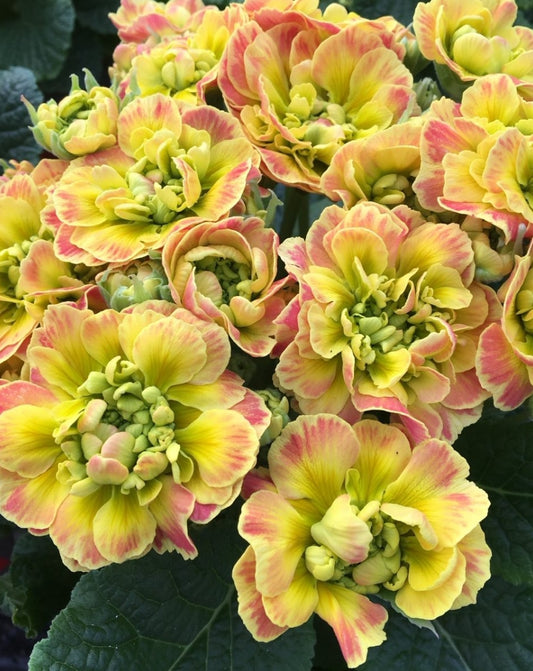 Primula Belarina ‘Coctail’ 50 Seeds