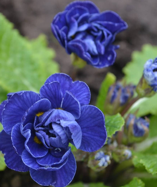 Primula auricula 'Blue Bird' 50 Seeds