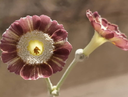 Primula auricula 'Handsome Lass' 50 Seeds