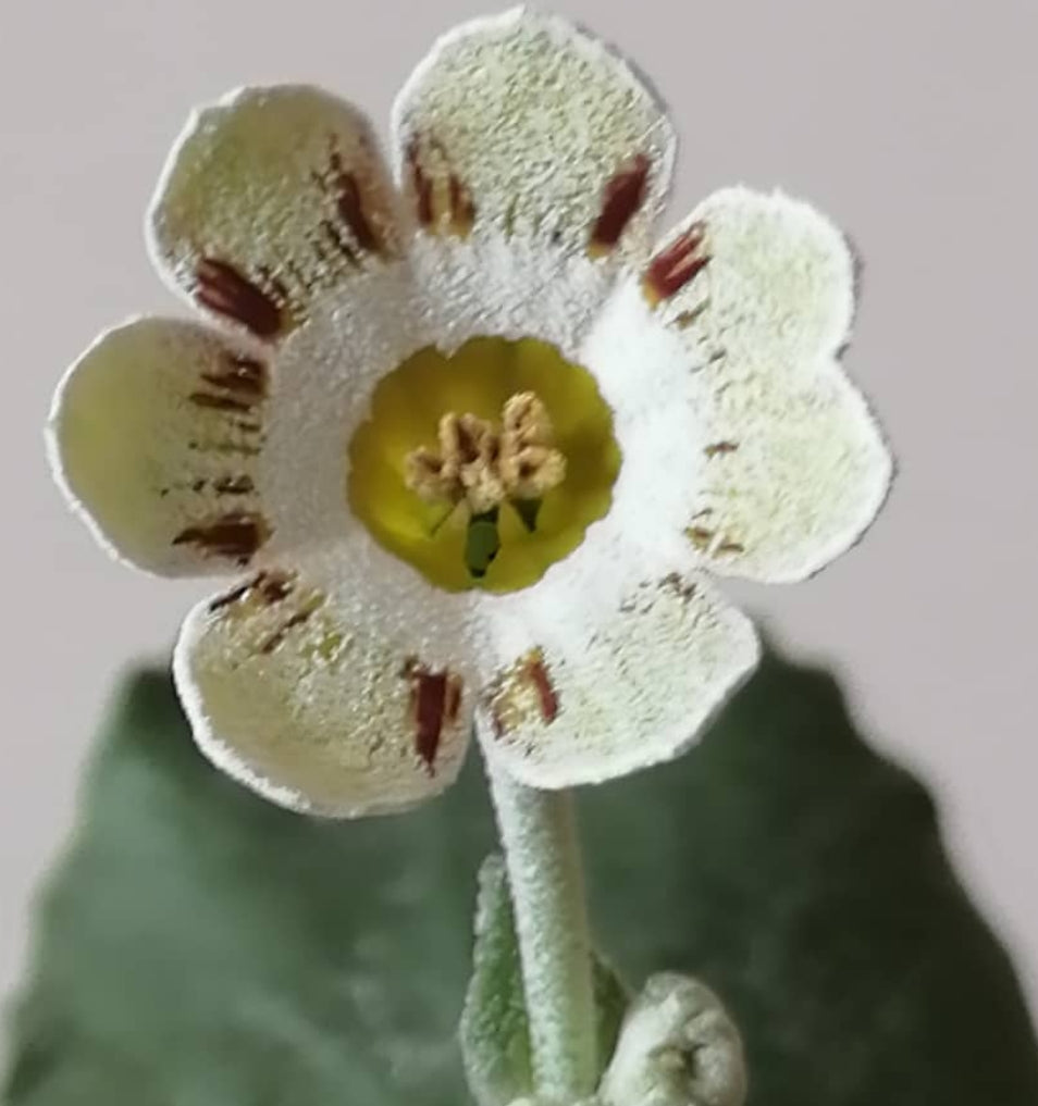Primula auricula 'Robin Hood' 50 Seeds