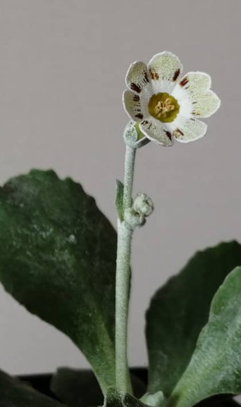 Primula auricula 'Robin Hood' 50 Seeds