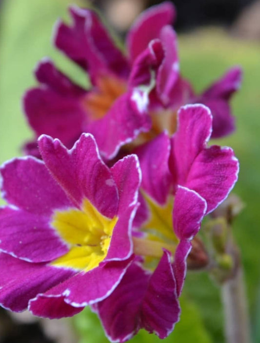 Primula auricula 'Hose in Hose' 50 Seeds