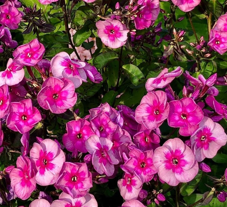 Phlox Magic Blue 50 Seeds