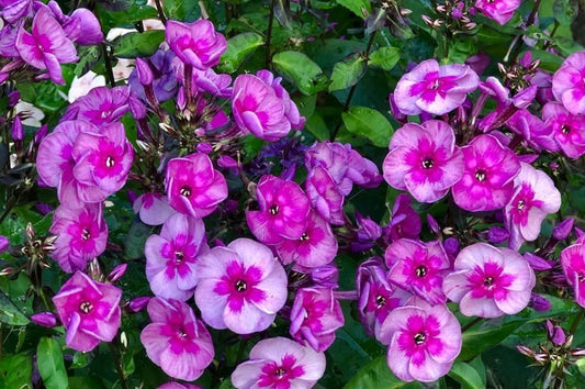 Phlox Magic Blue 50 Seeds