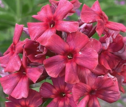 Phlox Dinasty 50 Seeds
