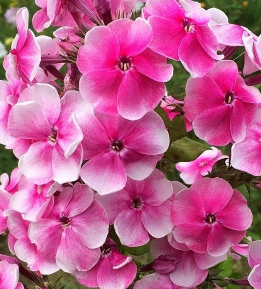 Phlox Colorado 50 Seeds