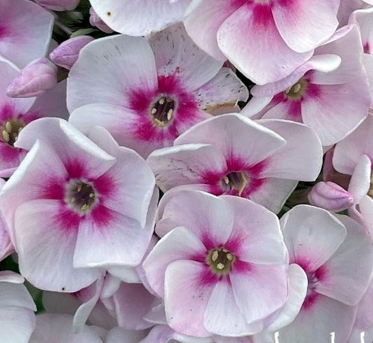 Phlox Juliandra 50 Seeds