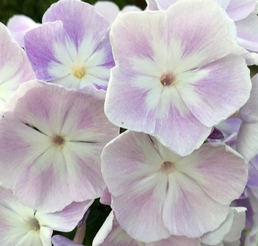 Phlox Fallen Angel 50 Seeds