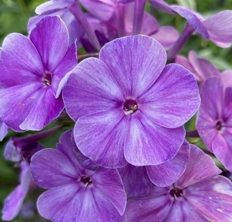 Phlox Maybe 50 Seeds