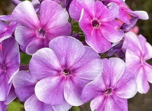 Phlox Maybe 50 Seeds