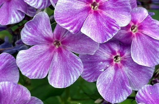 Phlox Fusion 50 Seeds