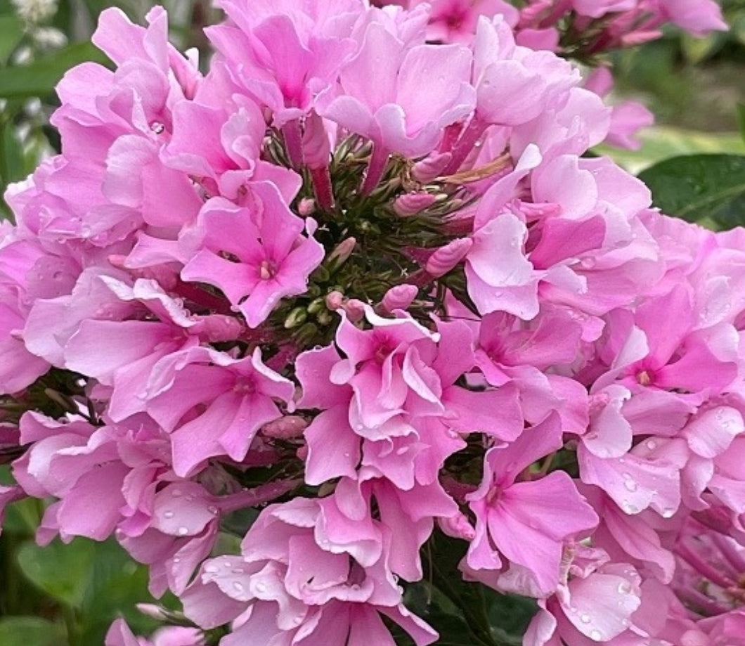 Phlox Frizzle Dancer 50 Seeds