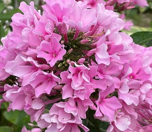 Phlox Frizzle Dancer 50 Seeds