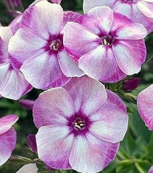 Phlox Flash Dance 50 Seeds