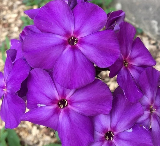 Phlox Avatar 50 Seeds