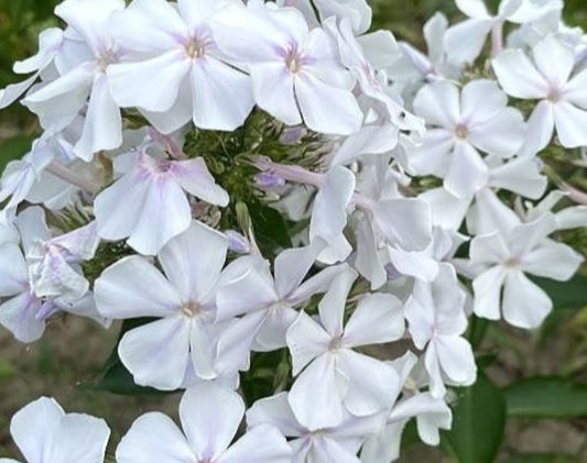 Phlox White mix 50 Seeds