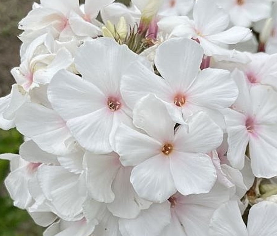 Phlox White mix 50 Seeds