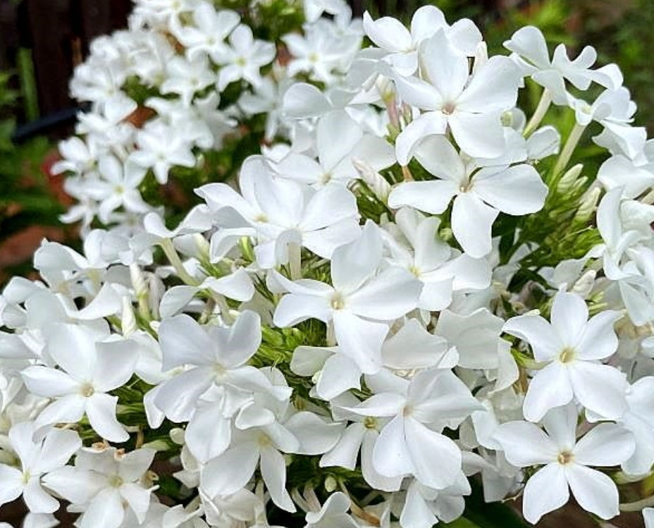 Phlox White mix 50 Seeds