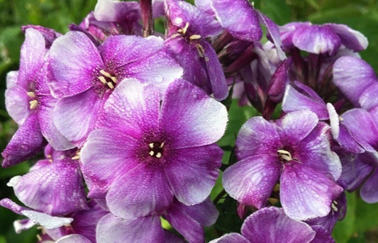 Phlox Elegance 50 Seeds