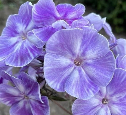 Phlox Mushroom Rain 50 Seeds