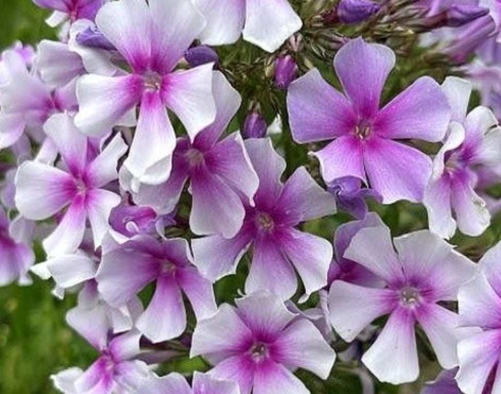 Phlox Silvia 50 Seeds