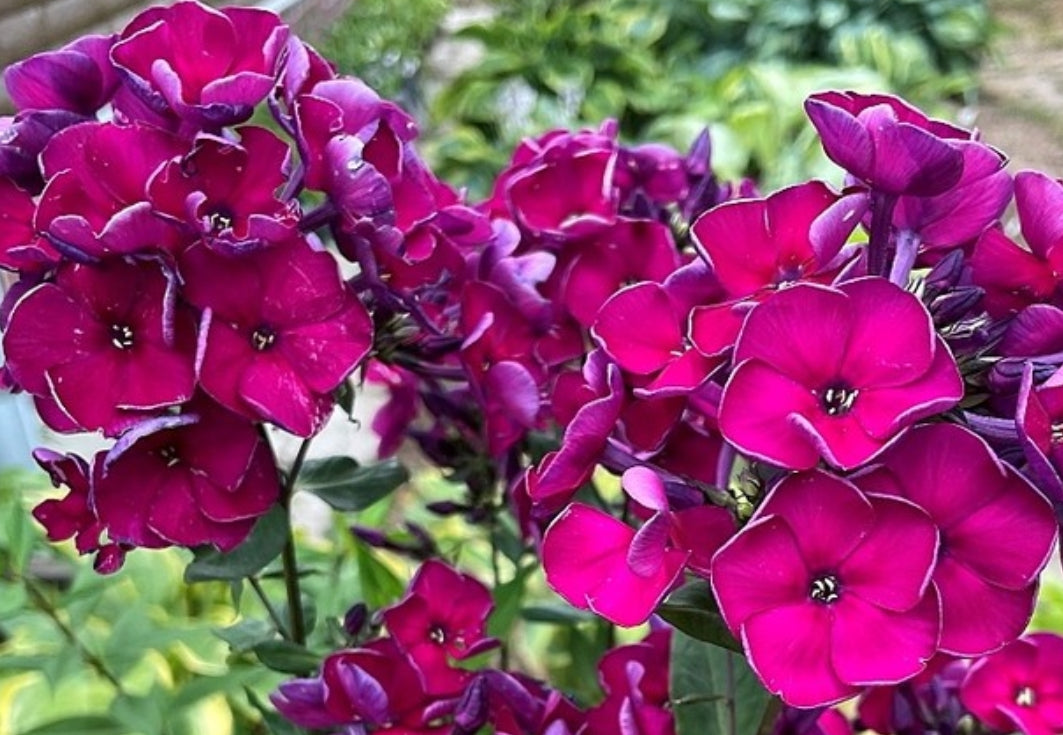 Phlox Esmeralda 50 Seeds