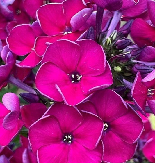Phlox Esmeralda 50 Seeds