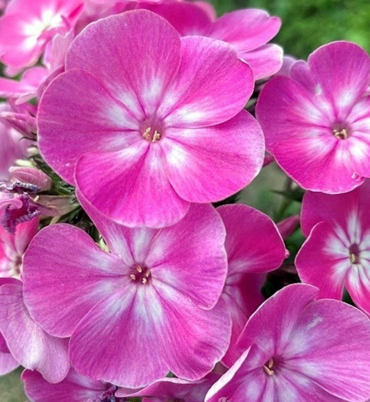 Phlox Anastasia 50 Seeds